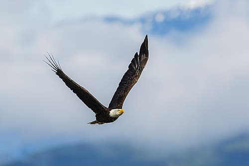 Bald eagle flying, passing in front the Olympic Mountains, Washington State Art Print